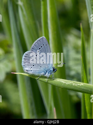 Kleiner blauer Schmetterling thront auf dem Rasen.  Howell Hill Naturschutzgebiet, Ewell, Surrey, England. Stockfoto