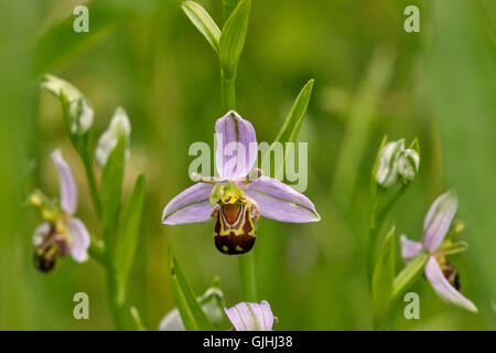 Bienen-ragwurz Blumen. Hurst Lake, West Molesey, Surrey, England. Stockfoto