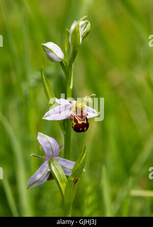 Bienen-ragwurz Blumen. Hurst Lake, West Molesey, Surrey, England. Stockfoto