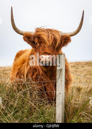 Ein Highland Kuh Kratzer seine Wange auf einem Zaun, während in die Kamera schaut Stockfoto