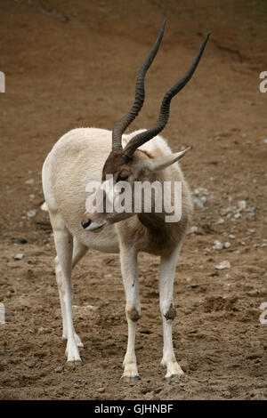 Addax Stockfoto