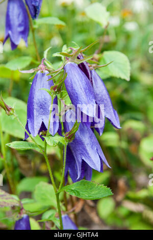 Nahaufnahme von Bluebell Blumen auf Sommerwiese Stockfoto