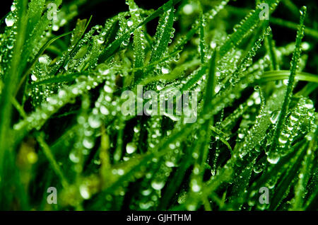 Grass nach Regen Stockfoto