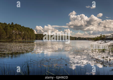 Seerosen auf Loch Garten in den Cairngorms National Park. Stockfoto