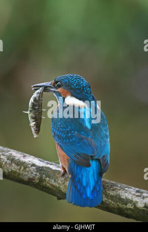 Fisch Beute Beute Stockfoto