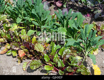 Frische rote Beete und Savoy grün Kohl wachsen auf Feld Stockfoto