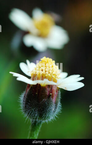 Nahaufnahme Blume Pflanze Stockfoto