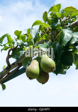 Zwei leckere frische Birnen wachsen am Baum Stockfoto