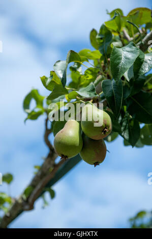 Grüne frische Birnen wachsen am Baum Stockfoto