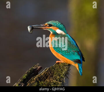 Fisch Federn Singvogel Stockfoto