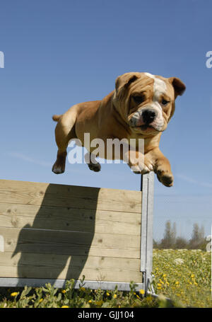 Hund Frühling Prellen Stockfoto