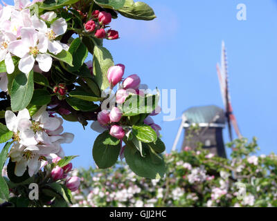 Mühle Norddeutschland Apfelblüte Stockfoto