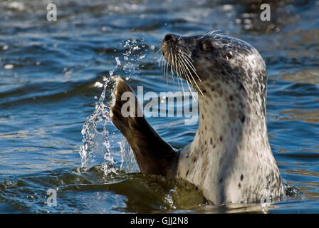 FIN-Welle-Zeichen Stockfoto