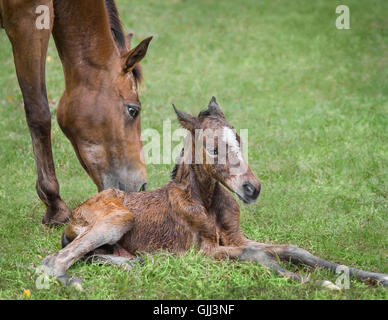 Neugeborene Appaloosa Fohlen liegen im grünen Rasen neben wachsamen Stute Stockfoto