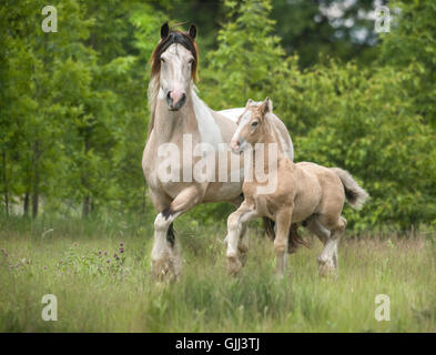 Zigeuner Pferde Stute mit Fohlen in hohe Gräser Weide. Stockfoto