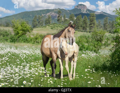 Quarter Horse Stute und Fohlen Bond im Wildblumenwiese mit Bergen Stockfoto