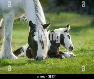 Wachsamen Gypsy Vanner Pferde Stute mit Fohlen im Grass liegen Stockfoto