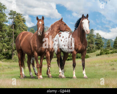 Appaloosas und Quater Pferde stehen im grünen Almwiese Stockfoto