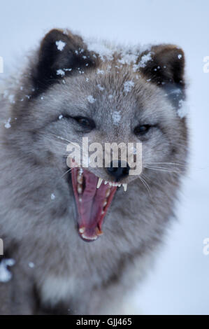 Alopex Lagopus Polarfuchs Stockfoto