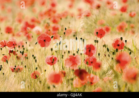 Feld Mohn Knospen Stockfoto