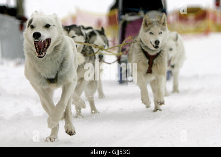 Hund Hunde Schlitten Stockfoto