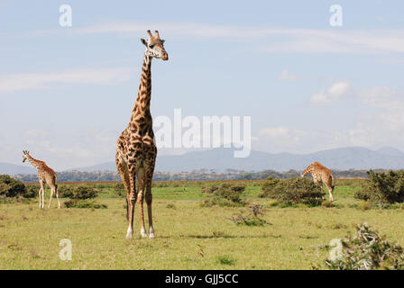 Giraffen in der afrikanischen Savanne Stockfoto