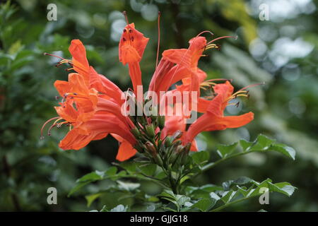 Catalpa Tecomaria Capensis Kap-Geißblatt Stockfoto