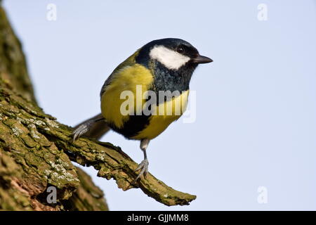 Mésange große Meise Singvogel Stockfoto