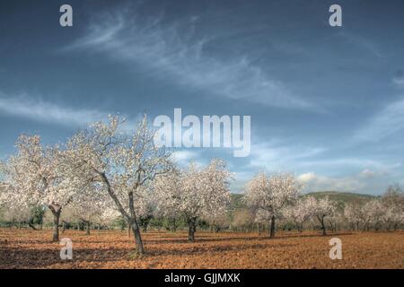 Mandelbäume blühen mallorca Stockfoto