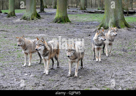 genaueren Blick Stockfoto