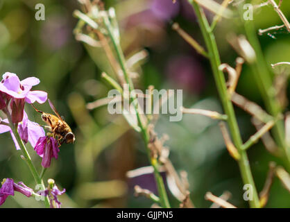 Biene und Blume Nahaufnahme Fotografie. Bienen sind Insekten, die in engem Zusammenhang mit Wespen und Ameisen fliegen. Stockfoto