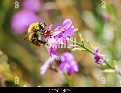 Biene und Blume Nahaufnahme Fotografie. Bienen sind Insekten, die in engem Zusammenhang mit Wespen und Ameisen fliegen. Stockfoto