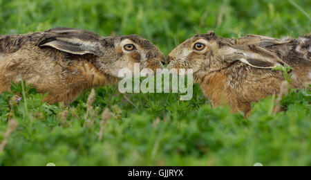 Hasen Vermehrung Geruch Stockfoto