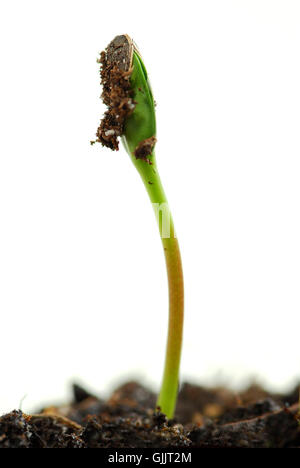 Garten Boden Boden Stockfoto