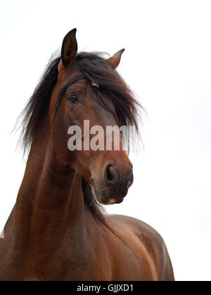 andalusischen Stockfoto