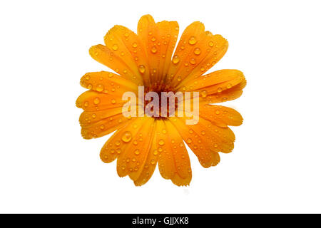 isolierte Blume Pflanze Stockfoto