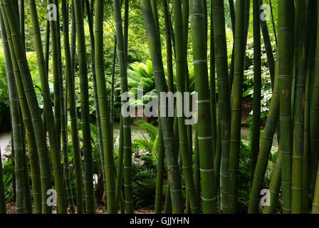 Bambus, Trebah Gärten, Mawnen Smith, Cornwall, England Stockfoto