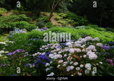 Trebah Gärten, Cornwall, England, UK Stockfoto