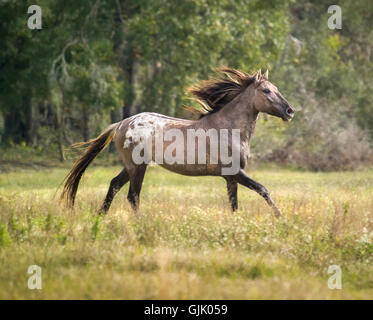 Appaloosa Spanisch Mustang Hengst läuft im Freiland. Stockfoto