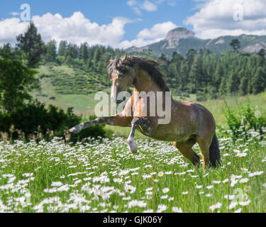 Andalusische Pferd Hengst bäumt sich in Wildblumenwiese. Stockfoto