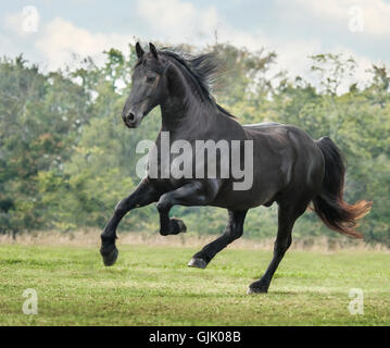 Friesen Hengst Galoppaden über grünen Rasen Weide Stockfoto