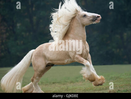 Palomino Gypsy Vanner Horse Hengst Böcke und läuft im Rasen Fahrerlager Stockfoto