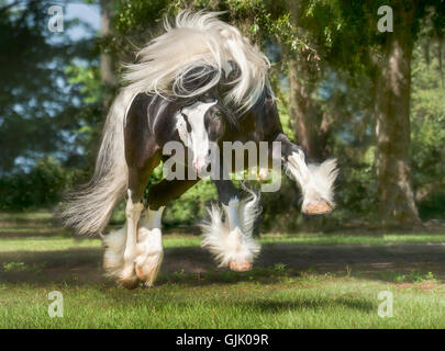 Gypsy Vanner Horse Hengst Böcke und spielt auf der grünen Weide Stockfoto