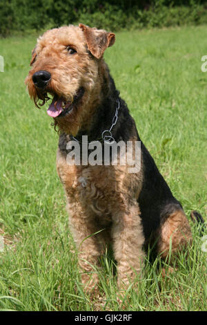 Airedale terrier Stockfoto