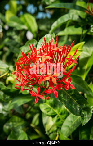 Ixora Coccinea rote Blume. Stockfoto