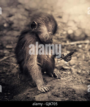 kleiner Affe am Boden sitzen und mit Blick auf Blatt Stockfoto