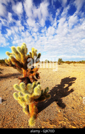 Cholla Cactus Shadow Stockfoto