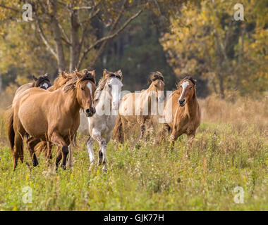 Herde von spanischer Mustang Stuten laufen uns in der offenen Wiese. Stockfoto