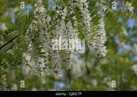 Blühende Akazien weißen Trauben. Weiße Blüten von stacheligen Akazien, von Bienen bestäubt. Stockfoto