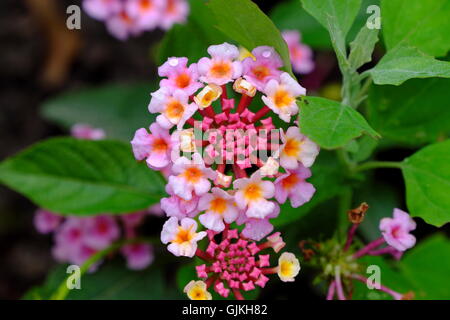 Nahaufnahme der Blüte, Verbenaceae, Lantana camara Stockfoto